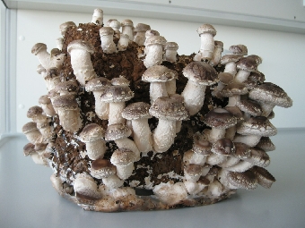 Der Pilz Lentinula edodes (Shiitake) beim Wachstum auf Holz. (Foto: Bianca Daubertshäuser)