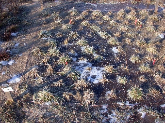 Durch die globale Erwärmung und das vermehrte Ausbleiben einer isolierenden Schneedecke werden Frostwechsel zunehmen.