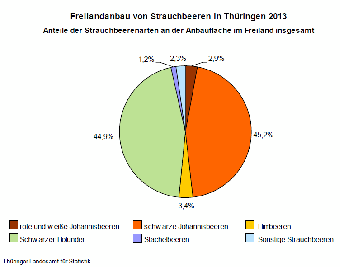 Freilandanbau von Strauchbeeren in Thüringen 2013