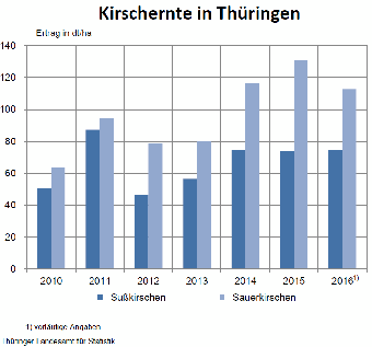Kirschernte in Thüringen 2016