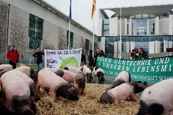 Schweine vor dem Kanzleramt am 19.01.2011