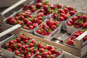 Erdbeeren in Steigen