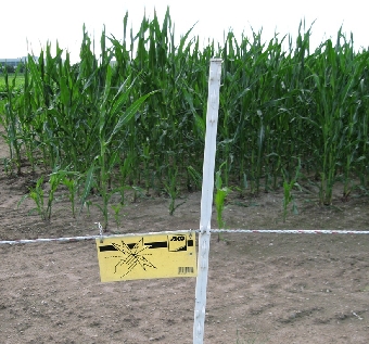 Feld mit gentechnisch verändertem Mais (c) proplanta