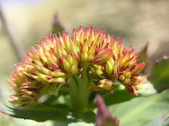 Rhodiola rosea (weiblich) (Foto: ACW)