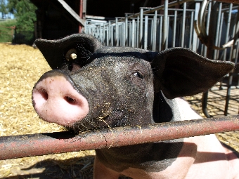 Neugieriges Schwein auf dem Aspichhof in Ottersweier (Foto: Proplanta)