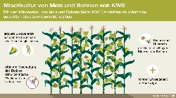 Mischkultur von Mais und Bohnen von KWS (c) KWS