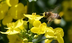 Bienenpatenschaft (c) EURALIS Saaten GmbH
