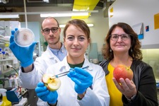 Gabriele Berg (re.), Birgit Wassermann (Mitte) und Peter Kusstatscher (li.) konnten mit einer kombinierten Methode aus HWT und Biokontrollorganismen die Lagerfähigkeit von Äpfeln deutlich steigern (c) Lunghammer – TU Graz