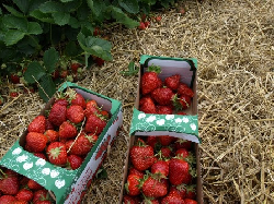 Frisch geerntete Erdbeeren (c) proplanta