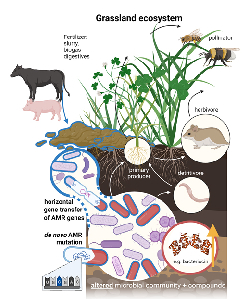 Schaubild Mikrobiom im Ökosystem Grünland (Abbildung: Dominik Schmid):