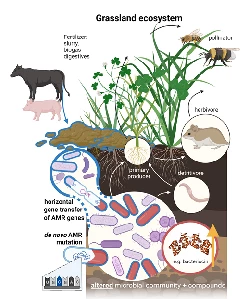 Schaubild Mikrobiom im kosystem Grnland (Abbildung: Dominik Schmid):
