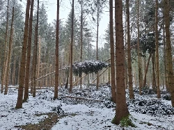 Schneeschden Wald: (c) Anita Ottmann / AELF Frstenfeldbruck
