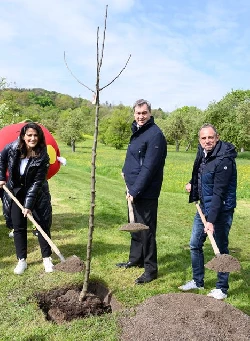 Landwirtschaftsministerin Michaela Kaniber, Ministerprsident Dr. Markus Sder und Umweltminister Thorsten Glauber (v.l.n.r) pflanzen zum Tag der Streuobstwiese einen Apfelbaum (c) Stmelf