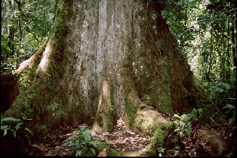 Massiver Baum, massiv gefährdet: Fast ein Drittel aller Arten von Mahagonigewächsen gelten als bedroht. Besonders der illegale Holzraubbau dezimiert den Bestand der wertvollen Bäume. (Foto: Copyright Alexandra N. Muellner)