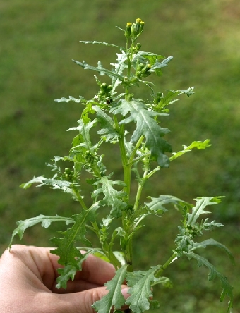 Gemeines Kreuzkraut (Senecio vulgaris L.)